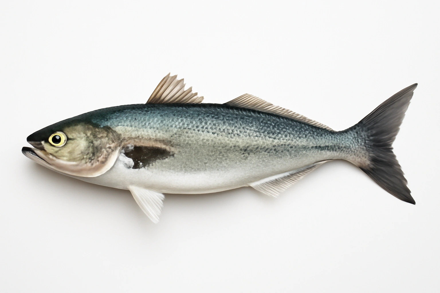 Salmone australiano