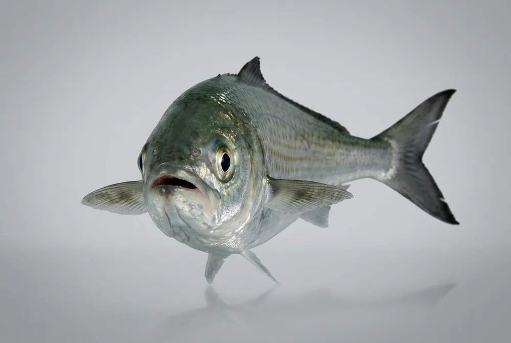 Salmone australiano — Frontale