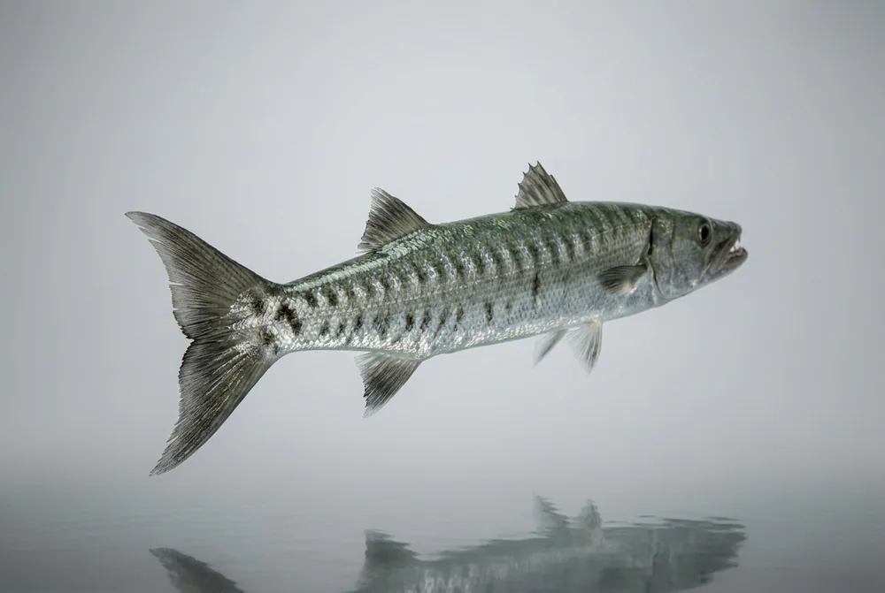Barracuda mediterraneo — 3/4 dietro