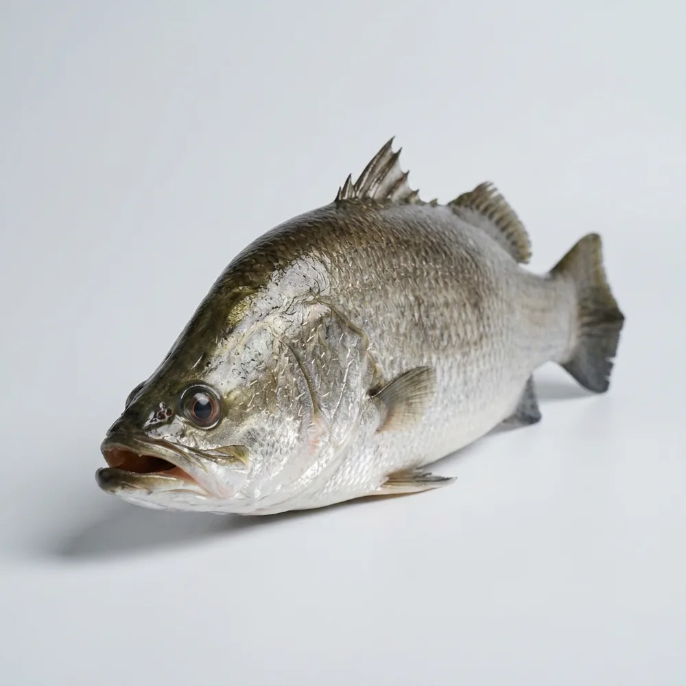Barramundi — 3/4 avanti