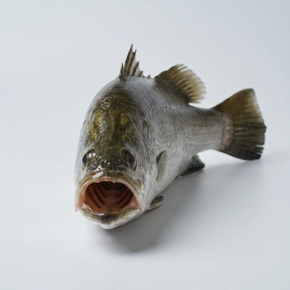Barramundi — Frontale