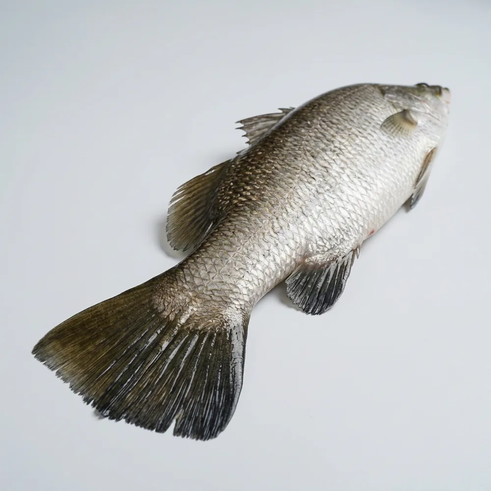 Barramundi — 3/4 dietro