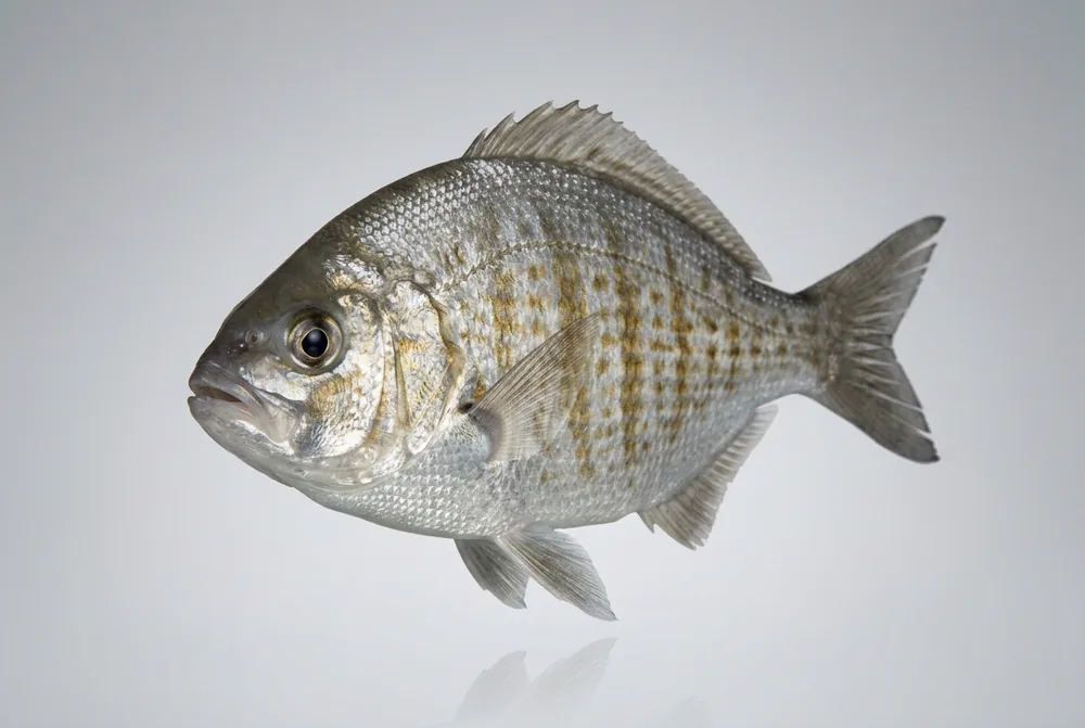 Surfperch striato — 3/4 avanti