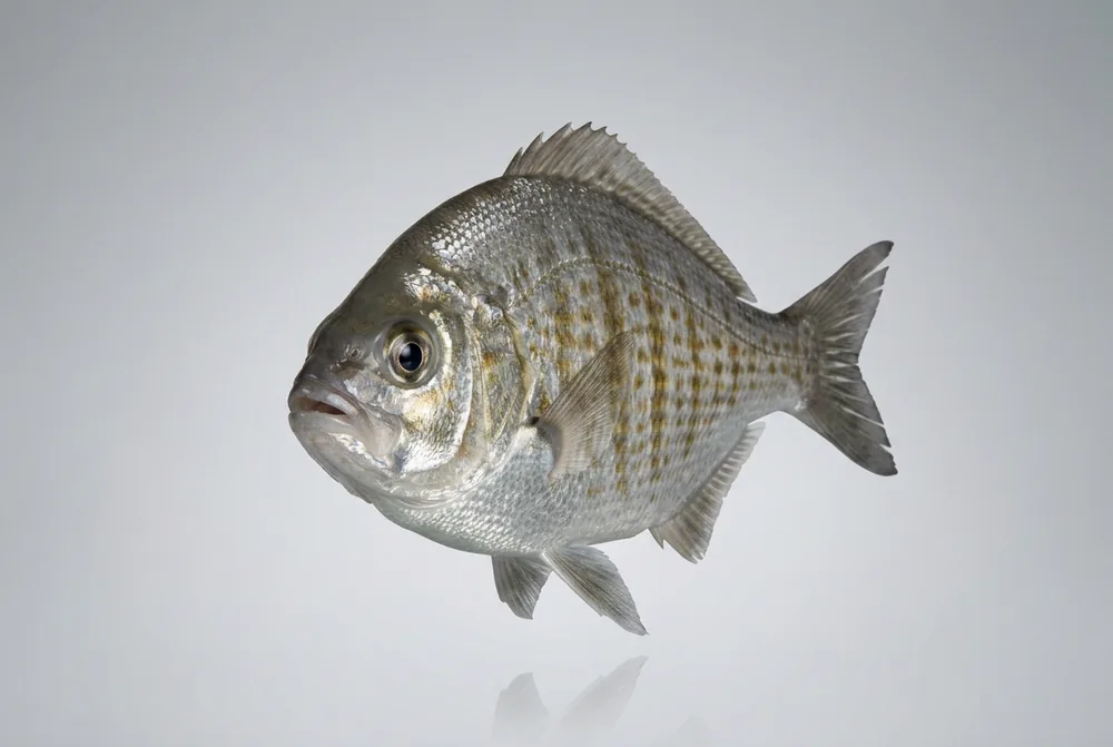 Surfperch striato — Frontale