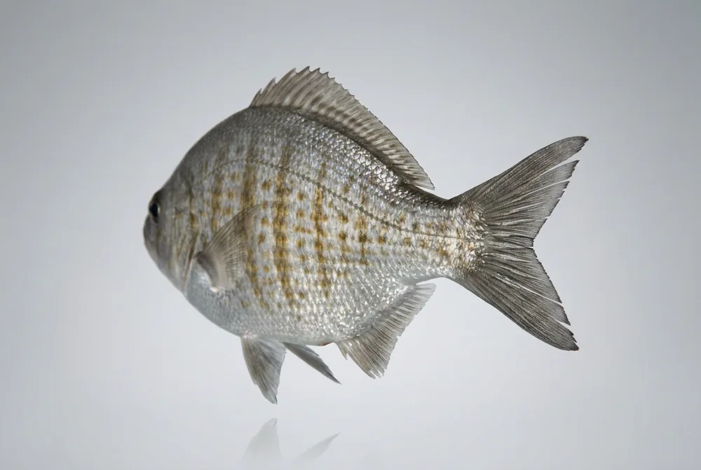 Surfperch striato — 3/4 dietro