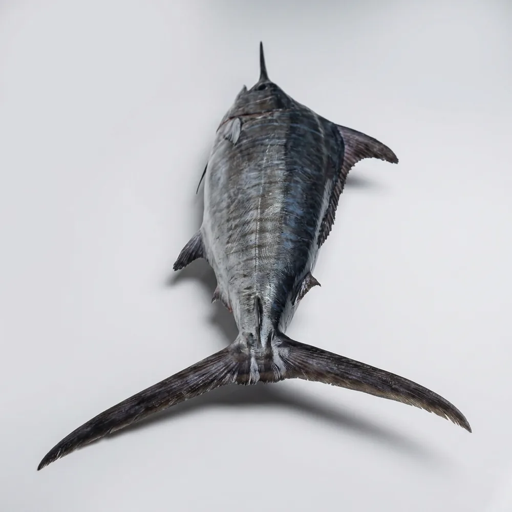 Marlin nero — 3/4 dietro
