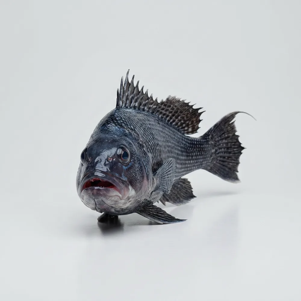 Branzino nero — Frontale