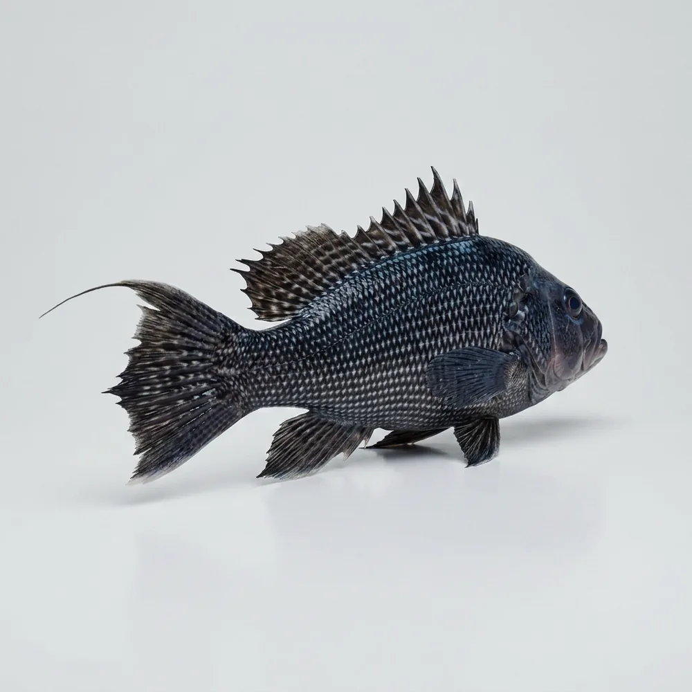 Branzino nero — 3/4 dietro
