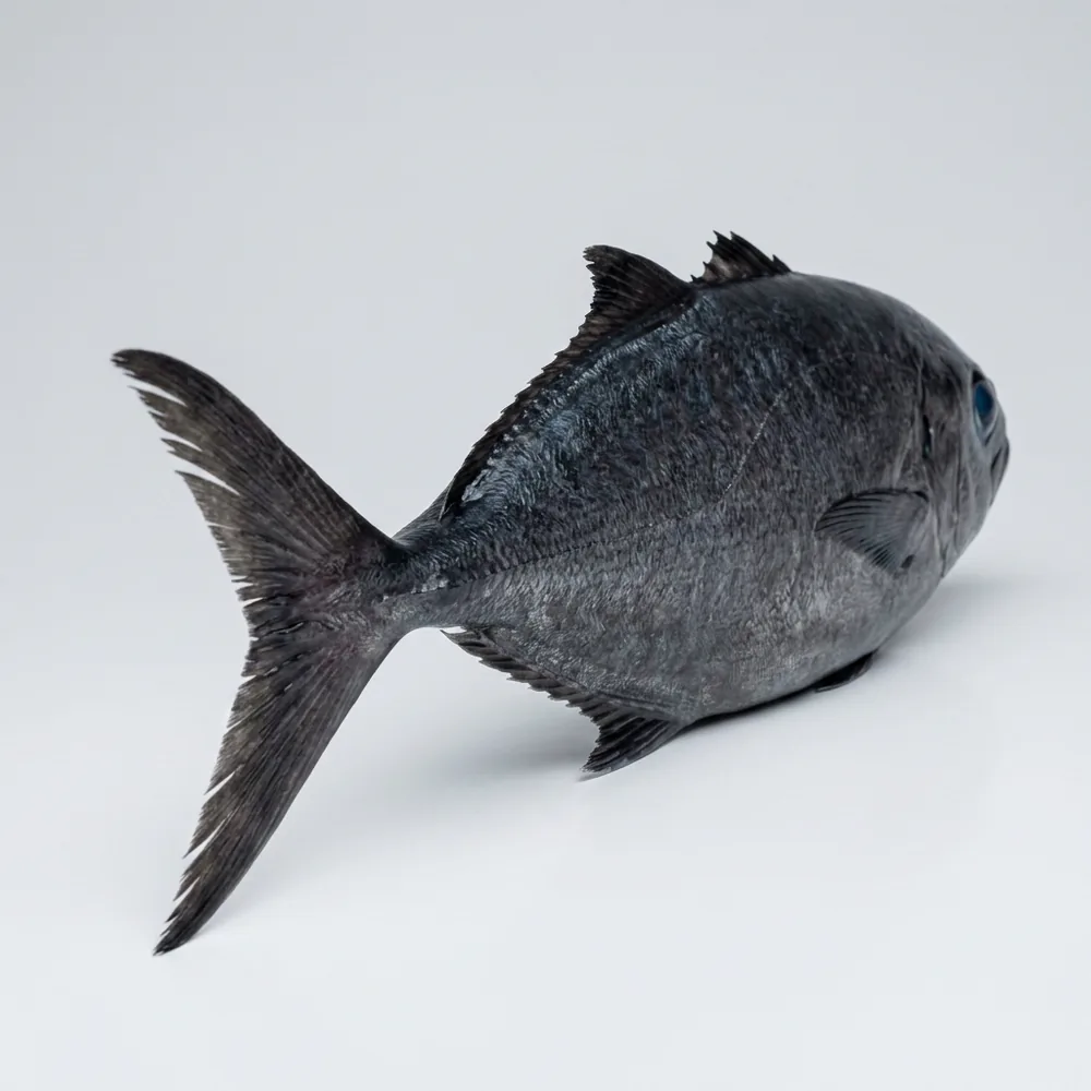 Trevalla occhi blu — 3/4 dietro