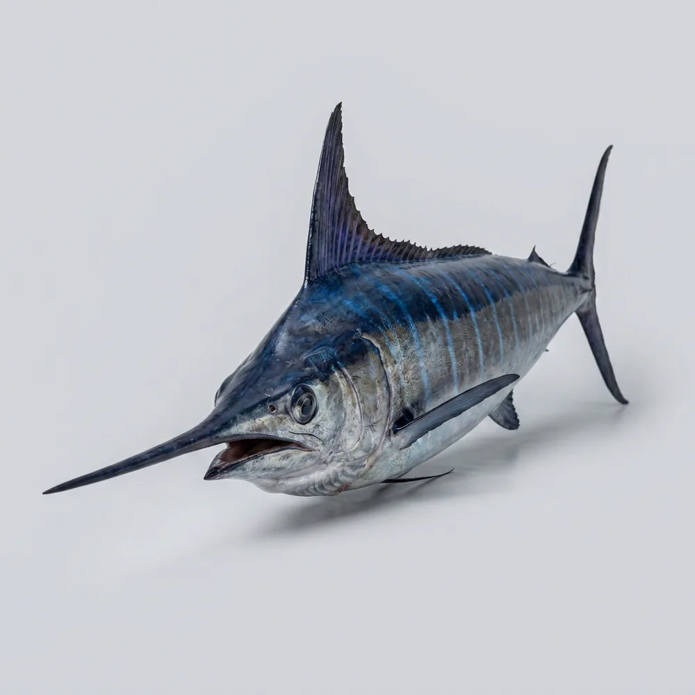 Marlin blu — 3/4 avanti