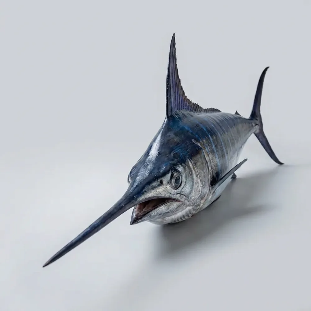 Marlin blu — Frontale