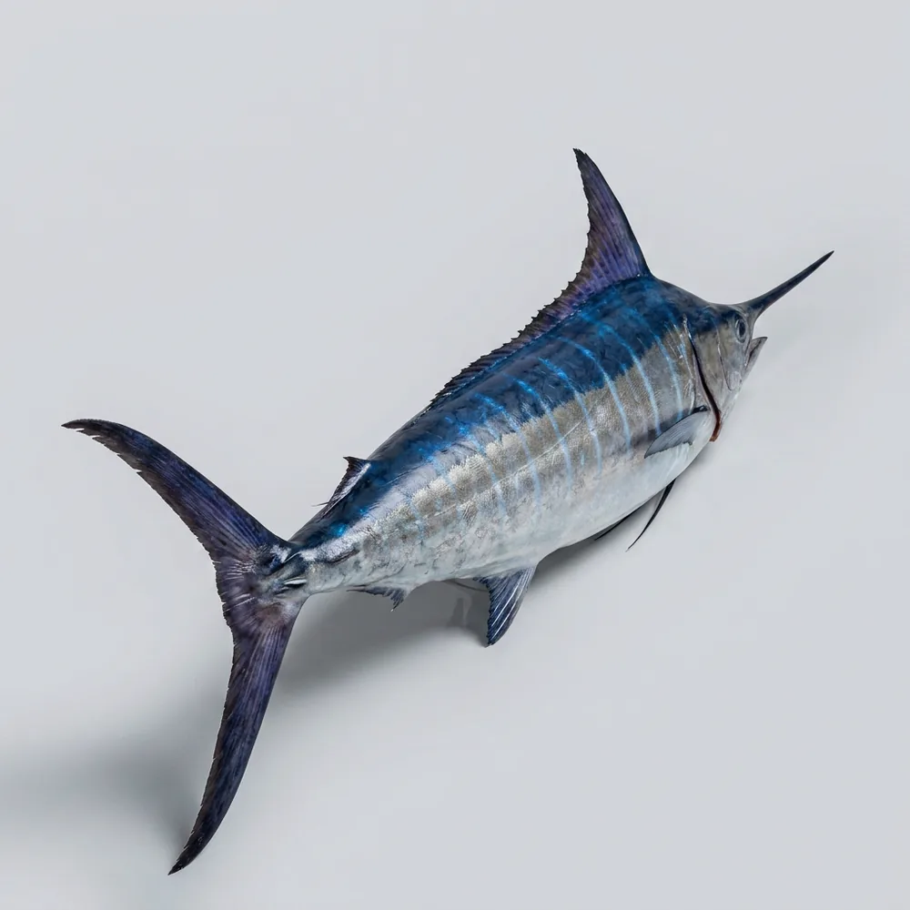 Marlin blu — 3/4 dietro