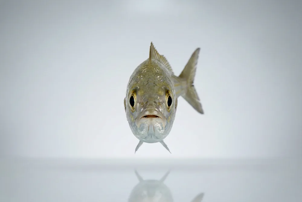 Boga — Frontale