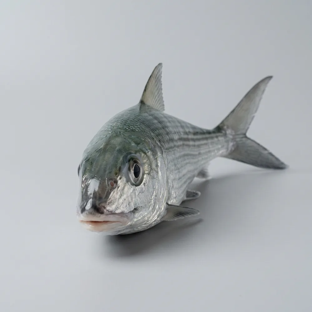 Bonefish — Frontale