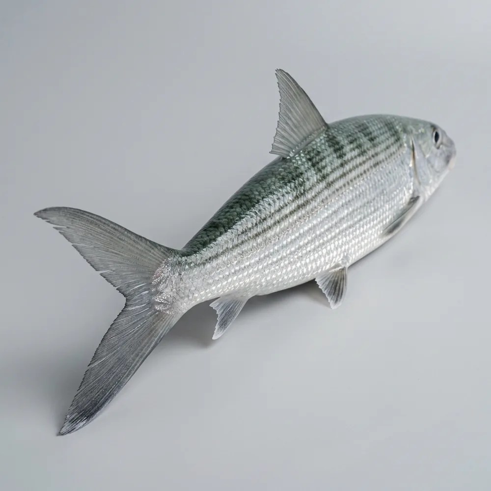 Bonefish — 3/4 dietro