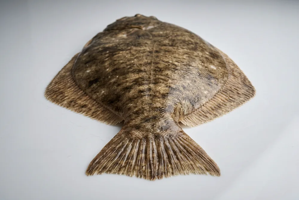Halibut californiano — 3/4 dietro