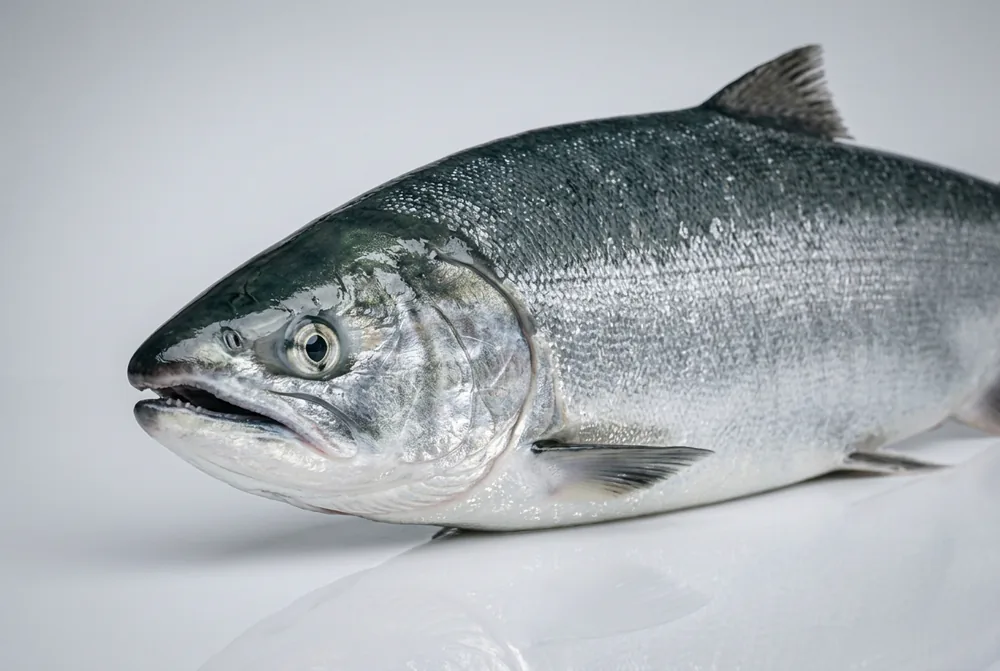 Salmone keta — 3/4 avanti