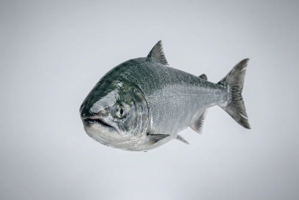 Salmone keta — Frontale