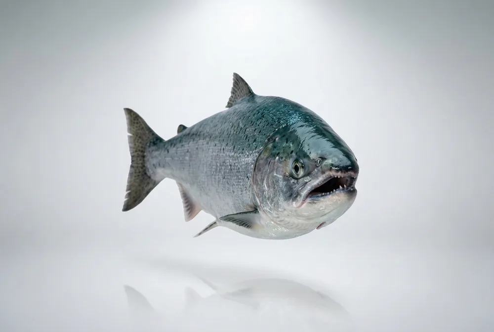 Salmone argentato — Frontale