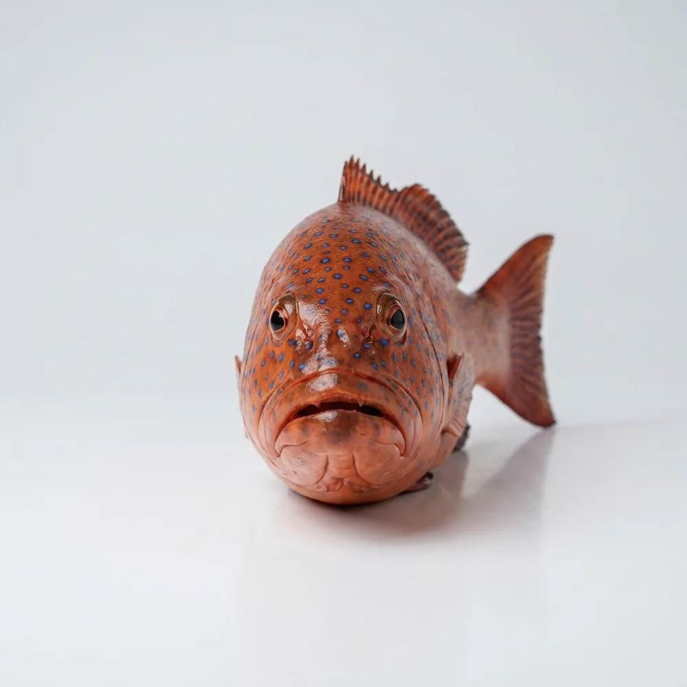 Coral trout — Frontale