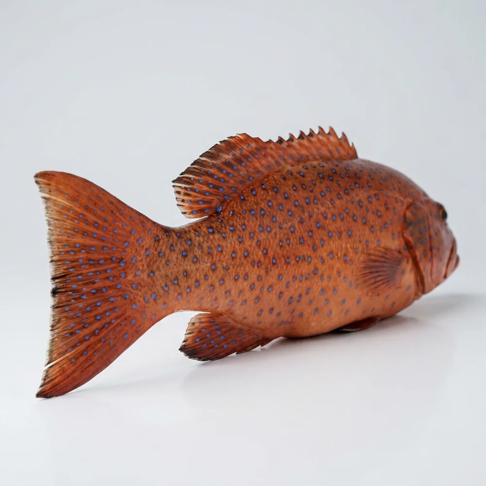 Coral trout — 3/4 dietro