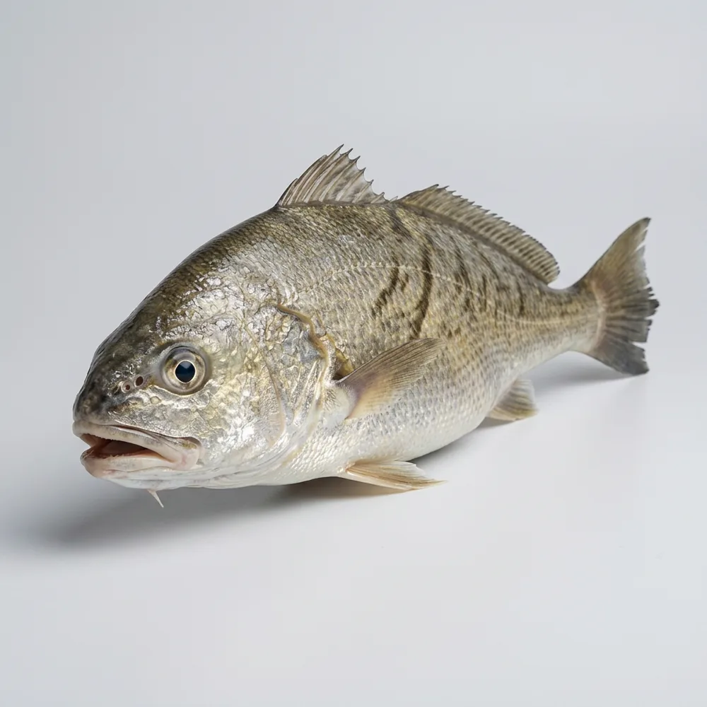 Corvina del Sud — 3/4 avanti