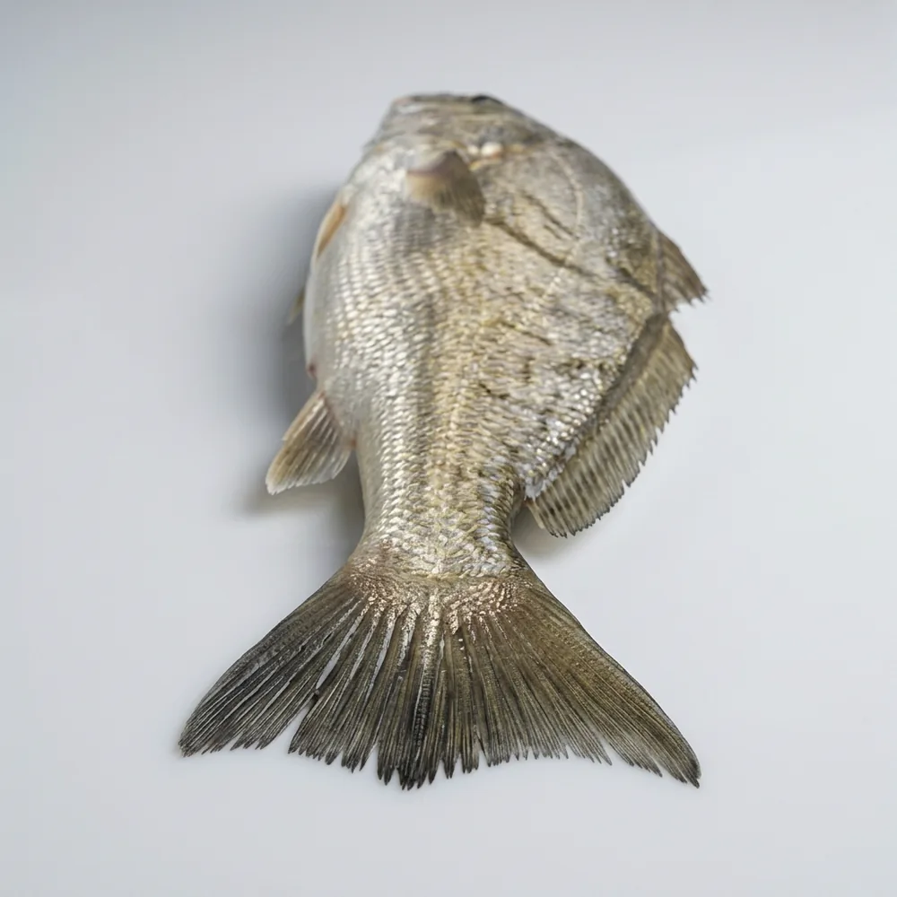 Corvina del Sud — 3/4 dietro