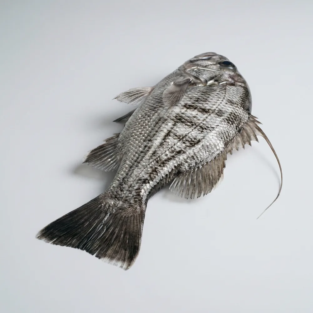 Dhufish — 3/4 dietro
