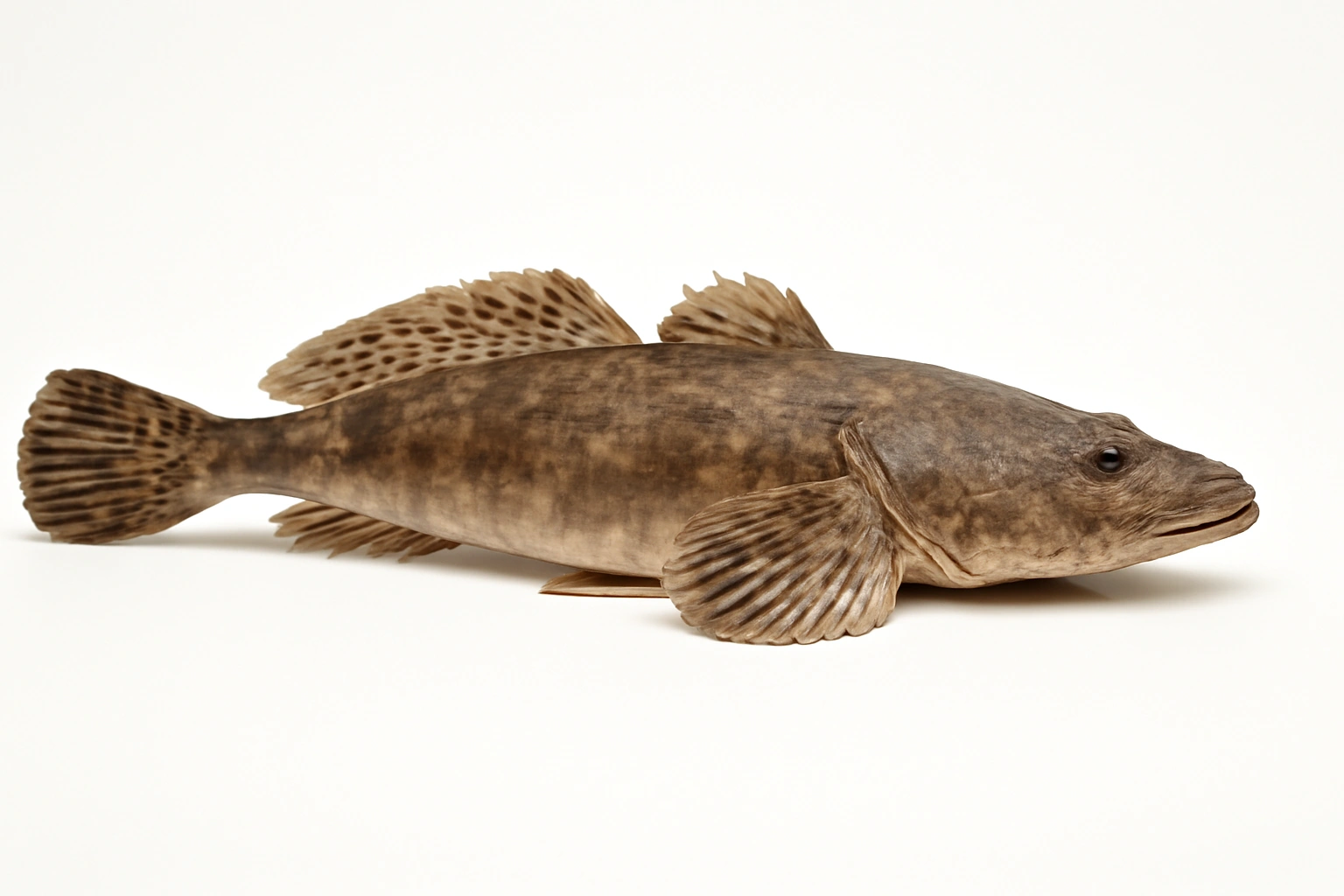 Platicefalide scuro