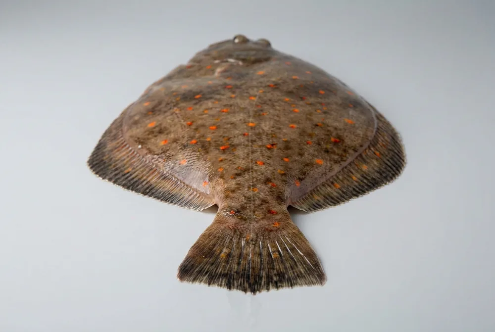 Platessa europea — 3/4 dietro