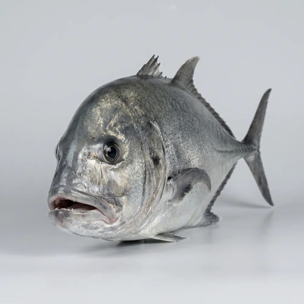 Carangide gigante — Frontale