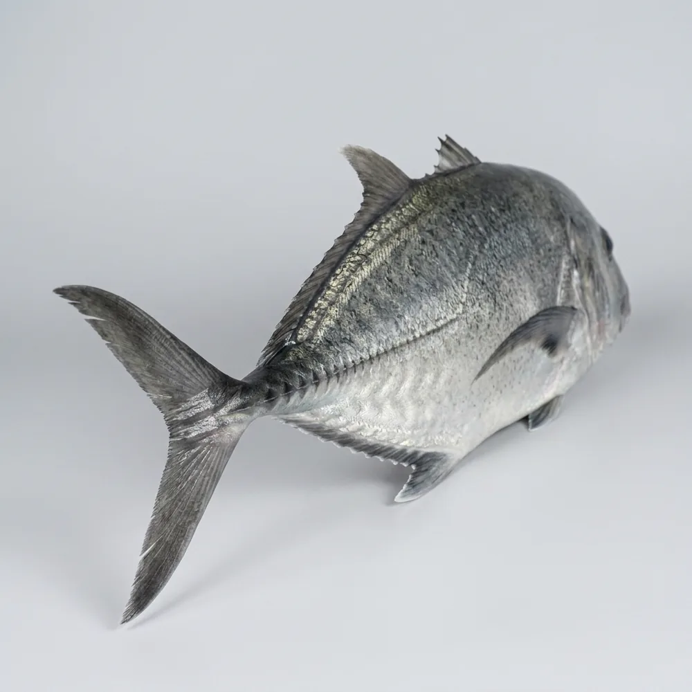 Carangide gigante — 3/4 dietro