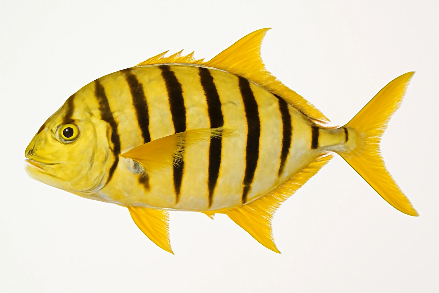 Trevally dorato