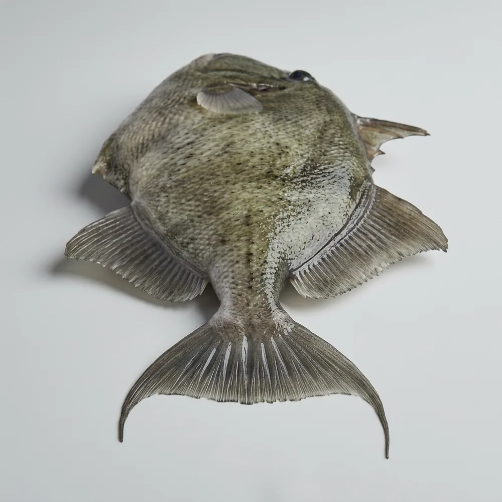 Pesce balestra grigio — 3/4 dietro
