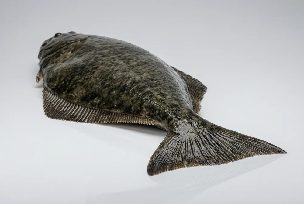 Halibut atlantico — 3/4 dietro