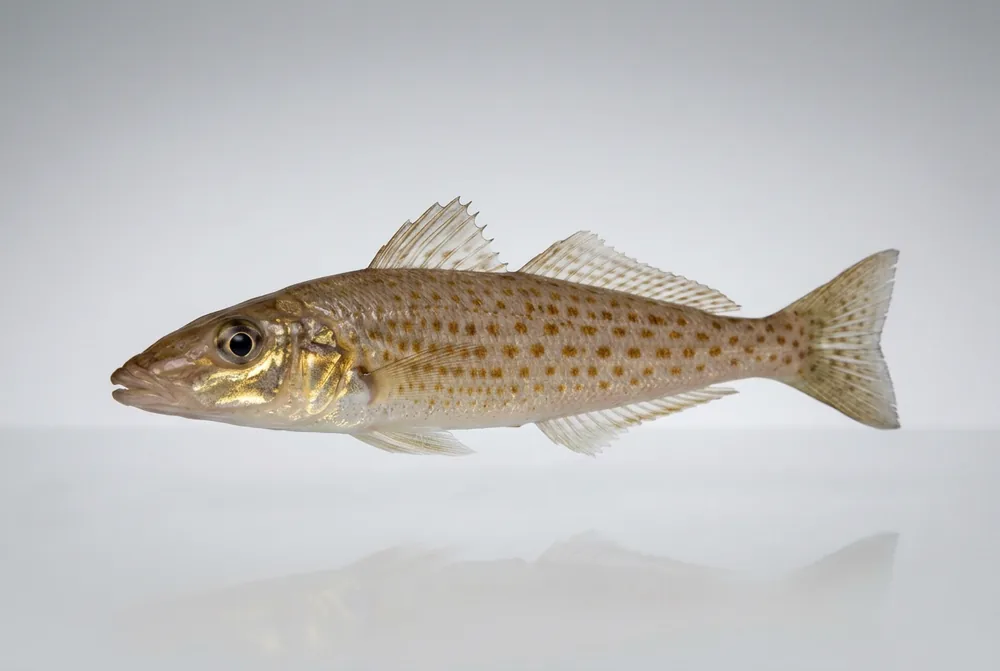 Whiting di King George — 3/4 avanti