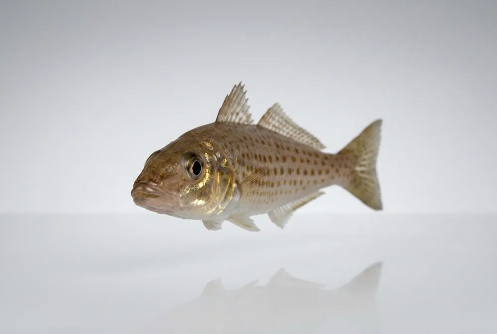 Whiting di King George — Frontale