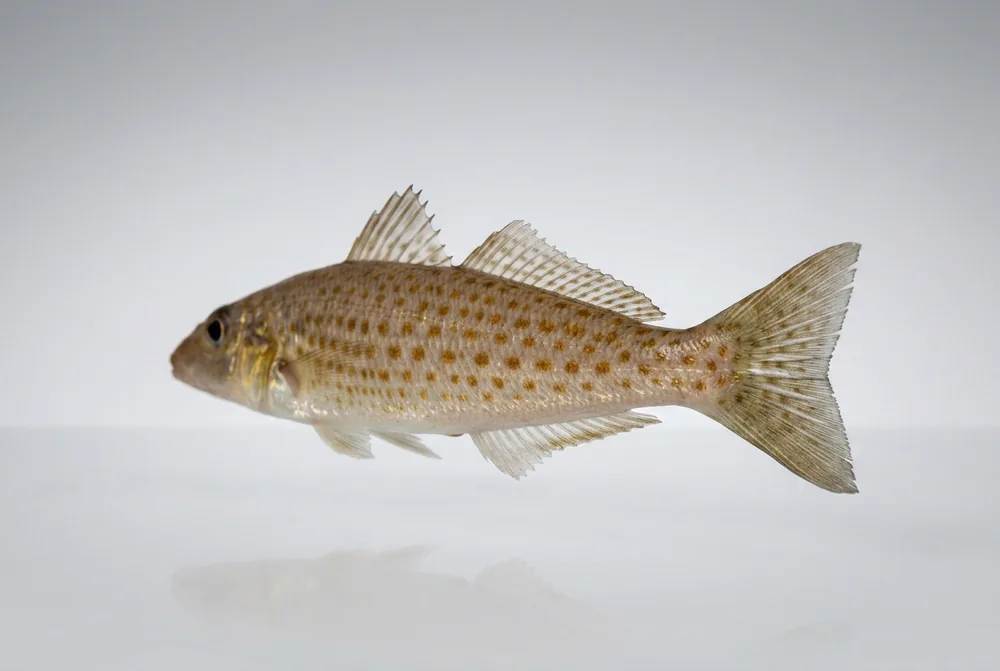 Whiting di King George — 3/4 dietro