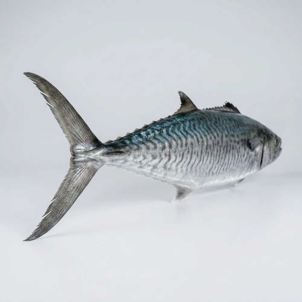 King mackerel — 3/4 dietro