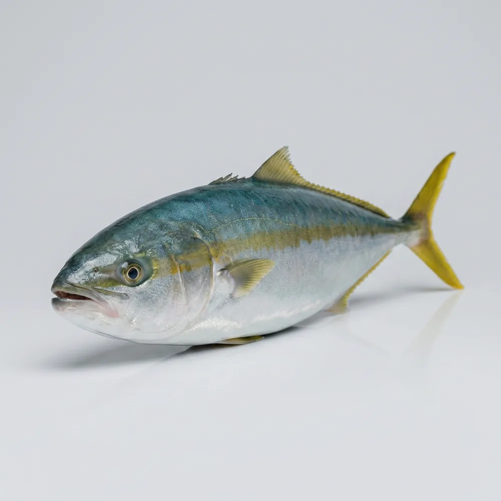 Ricciola australiana — 3/4 avanti