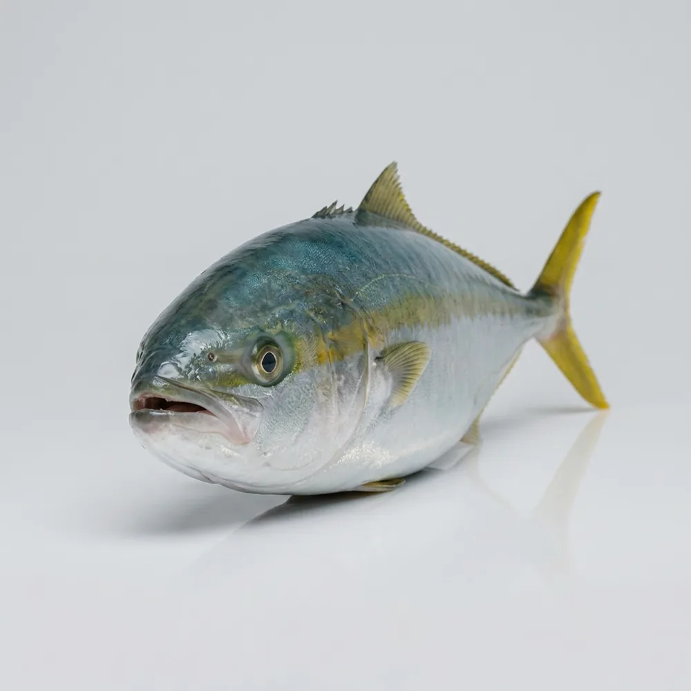 Ricciola australiana — Frontale