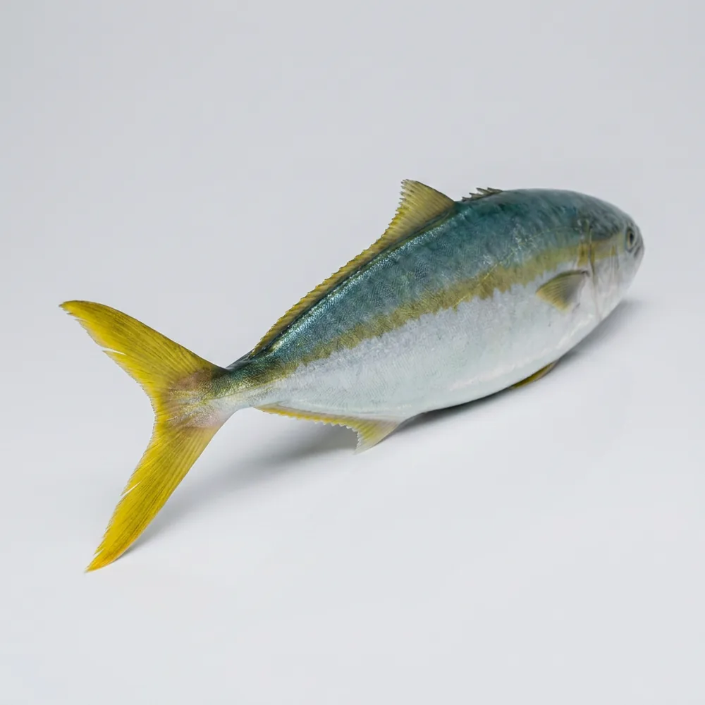 Ricciola australiana — 3/4 dietro