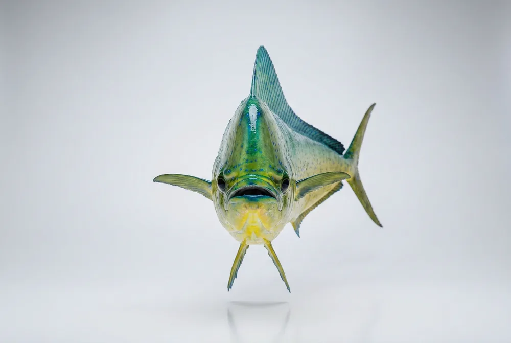 Lampuga — Frontale