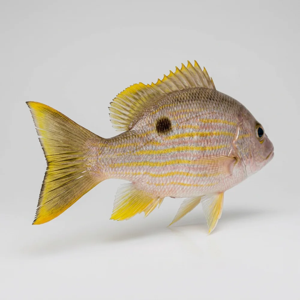 Lutiano corsia — 3/4 dietro