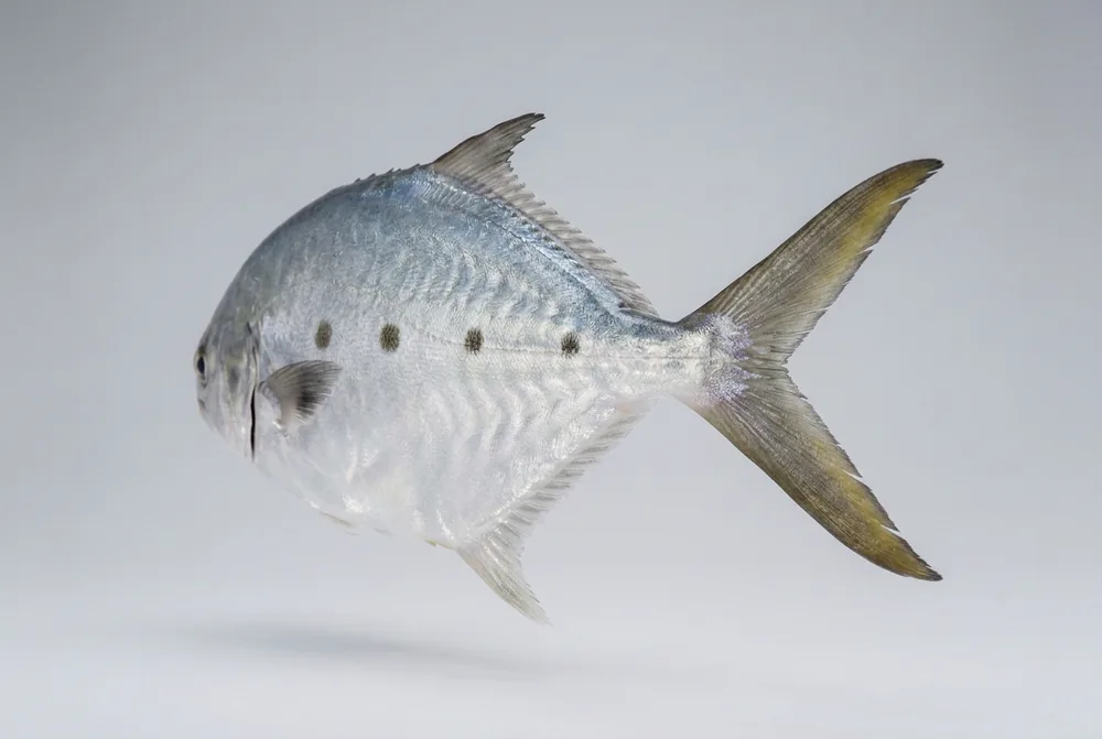Leccia stella — 3/4 dietro
