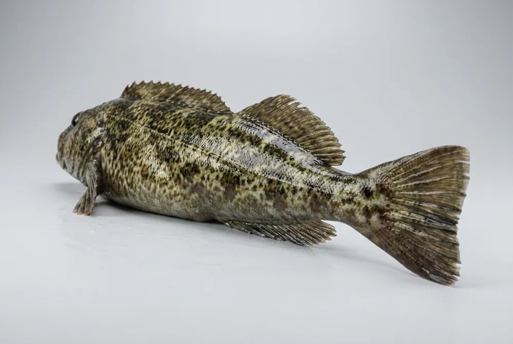 Lingcod — 3/4 dietro