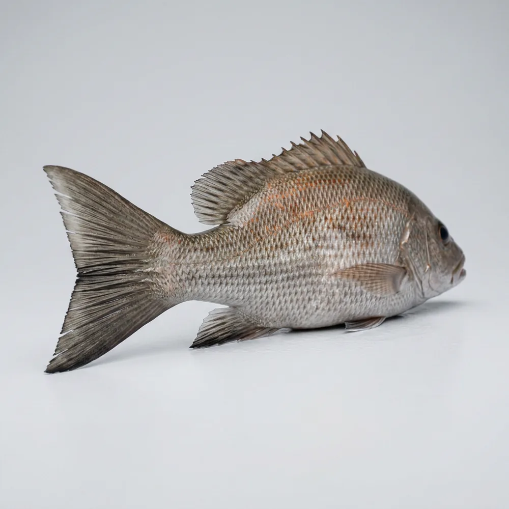 Mangrove snapper — 3/4 dietro