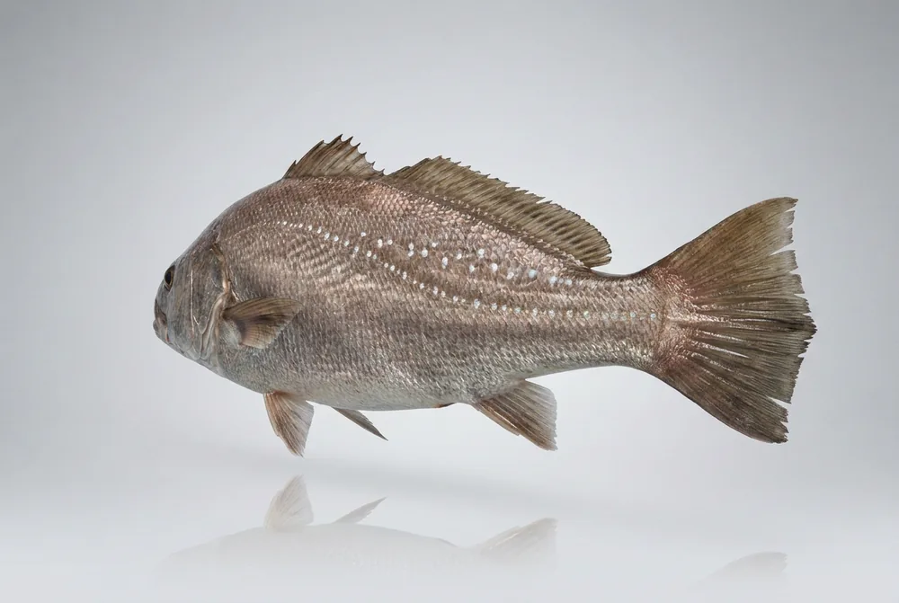 Mulloway — 3/4 dietro