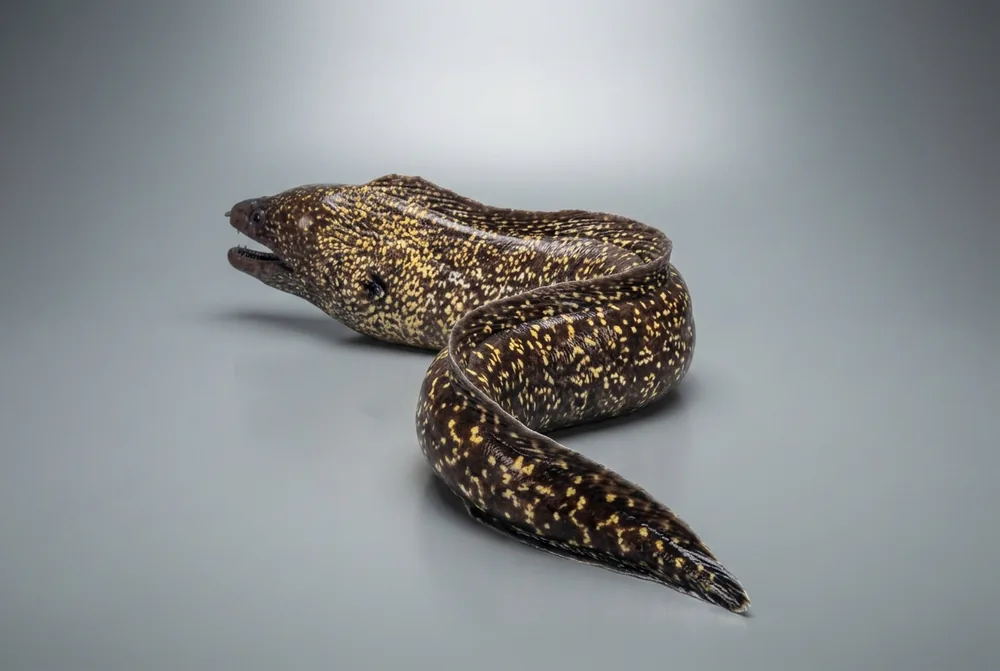Murena — 3/4 dietro