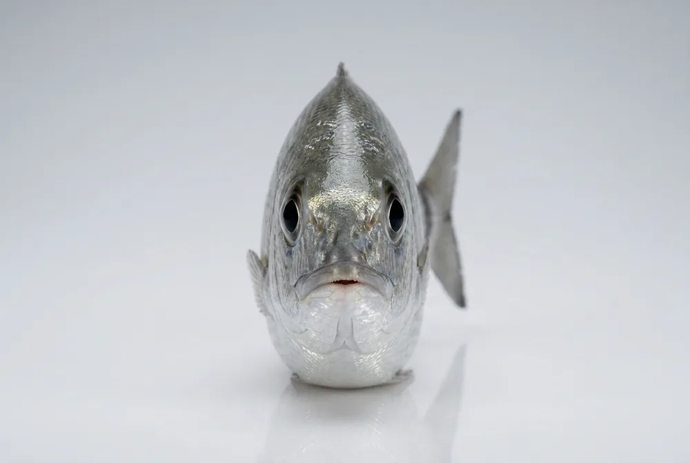 Occhiata — Frontale